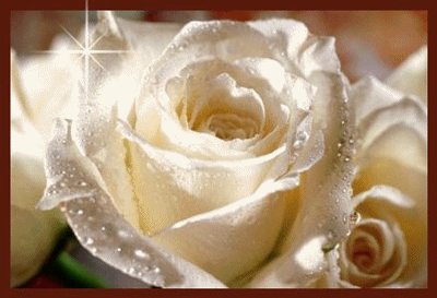 jolie rose blanche....